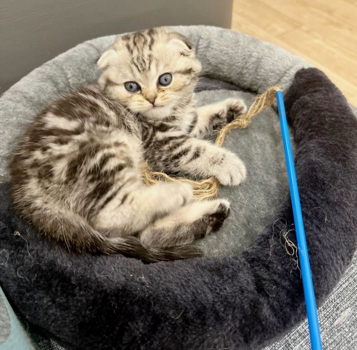 Котята  шотландские _