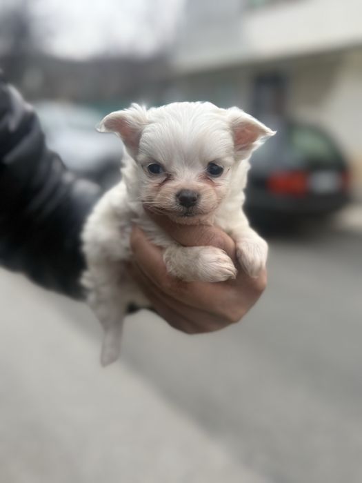 Maltese последни две мъжки