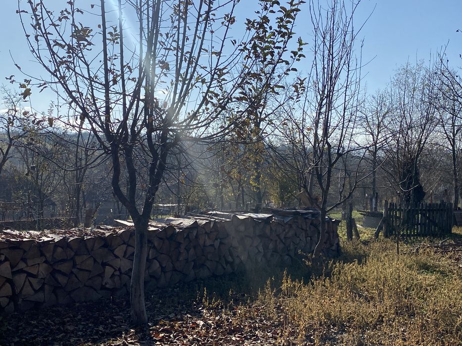 Lemne de fag pentru foc