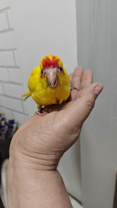 Продаётся птенец попугая Какарика