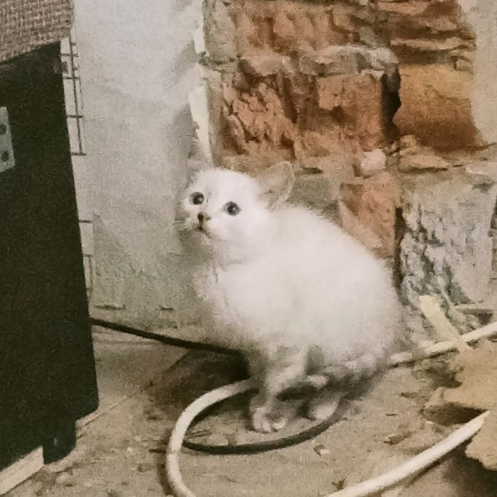 Отдам 3 котят в добрые руки