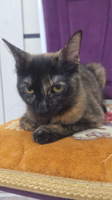 Кошка  котята в добрые руки
