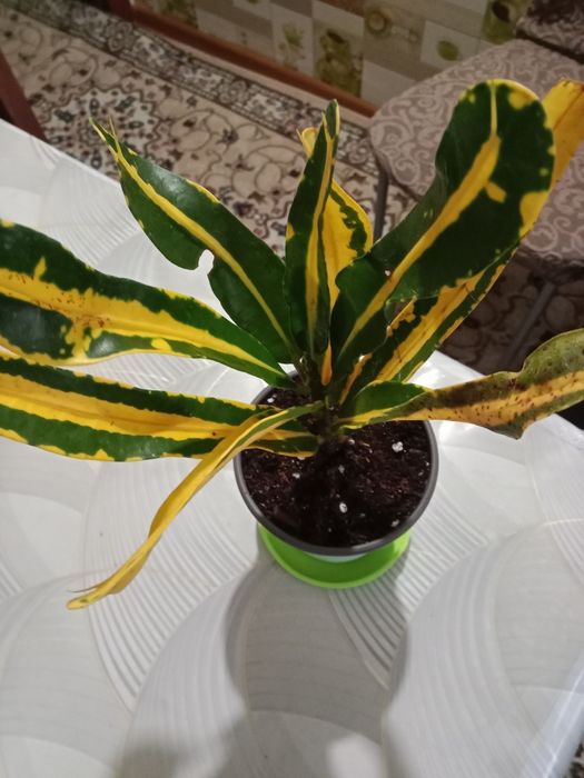 Кротон или кодиеум пёстрый