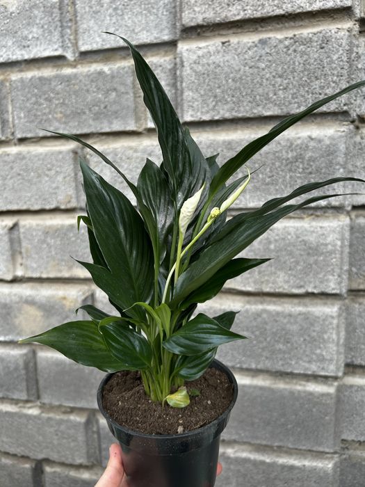 Комнатные цветы