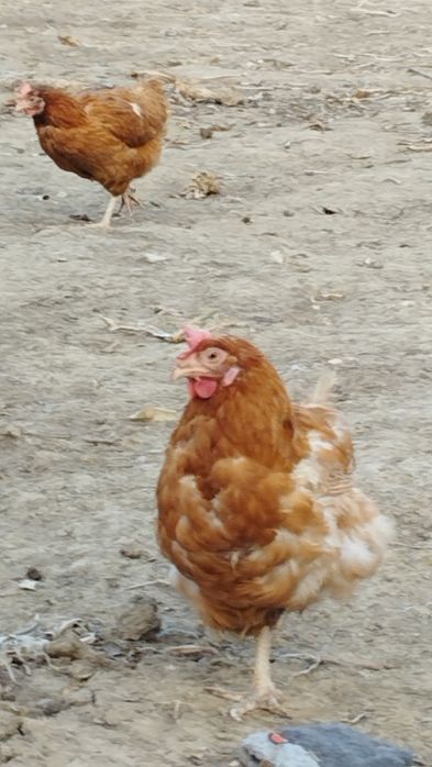 Продам куры Ломан Браун