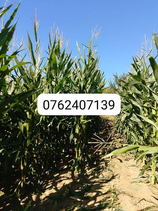 Siloz de porumb 2025