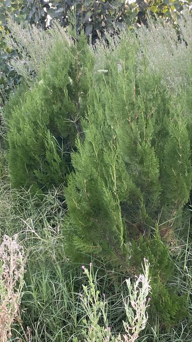 Тополь, Вязь Елка и слива