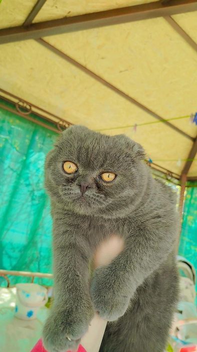 Шотландский вислоухий