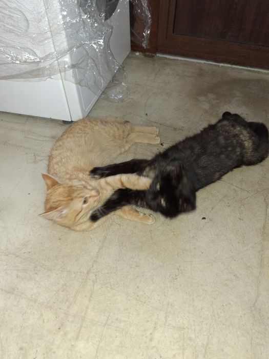 Подарявам две котки женски на 5 месеца.