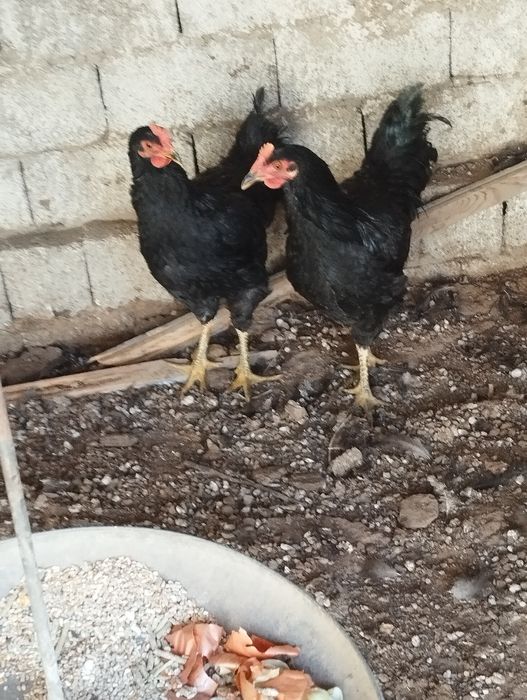 Xoroz joʻja 5 oyli 2 ta 150 mingdan qora shahzoda kelishamiz