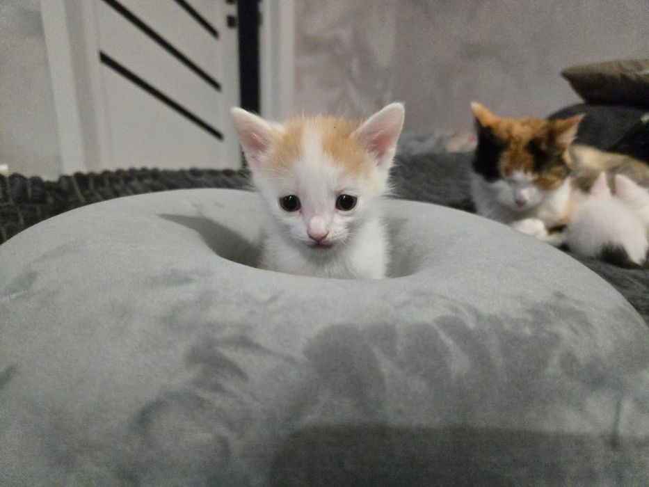 Отдам котят в добрые руки