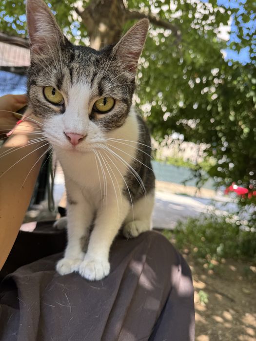 Pisicuța iubitoare și drăgălașă de adoptat