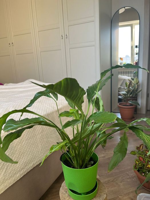 Комнатные цветы _