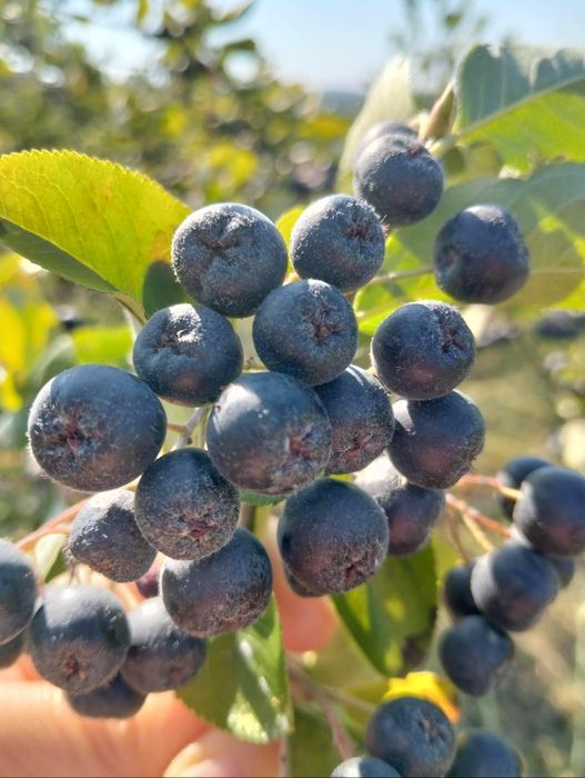 Aronia fructe se culeg în funcție de comanda