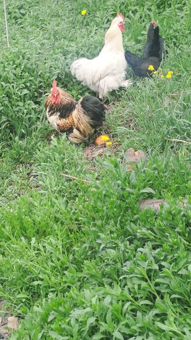 Декоративные куры 6шт