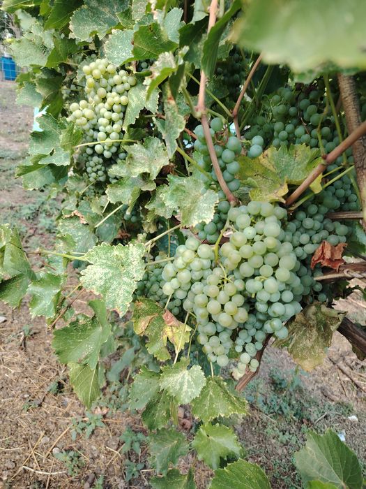 Struguri feteasca regală, calitate superioară, pentru consum și pentru vin. Locația Scobinți, Județul Iași. Preț 4,0 lei /kg ușor negociabil.