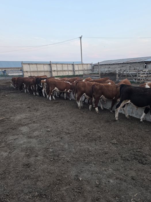 Продам Быков на Доращивание
