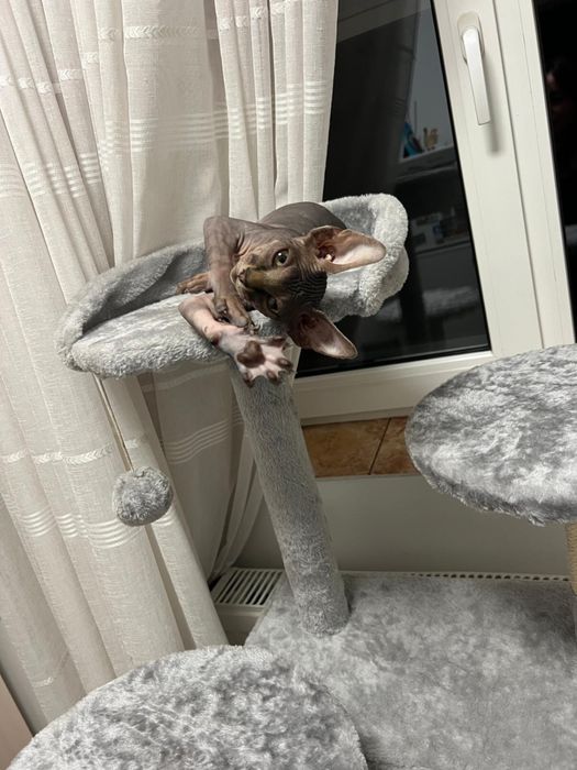 Pisici Sphynx adulte (mascul-femela)– 2 ani – sănătoase și foarte afectuoase