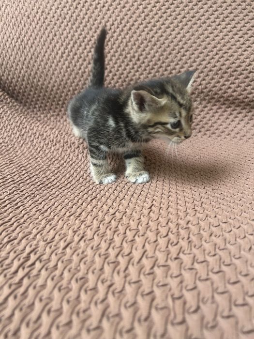 Мушук болалари текинга берамиз яхши бокадиганларга