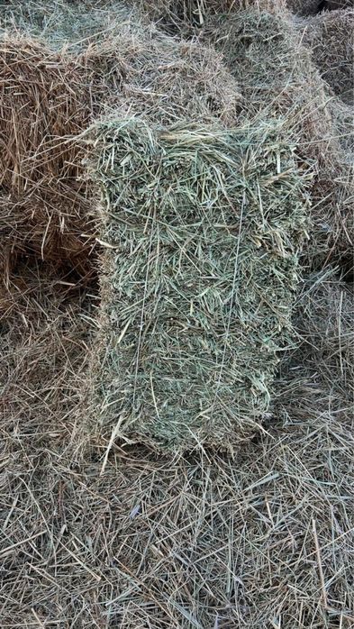 Сена зеленое хорошее с доставкой