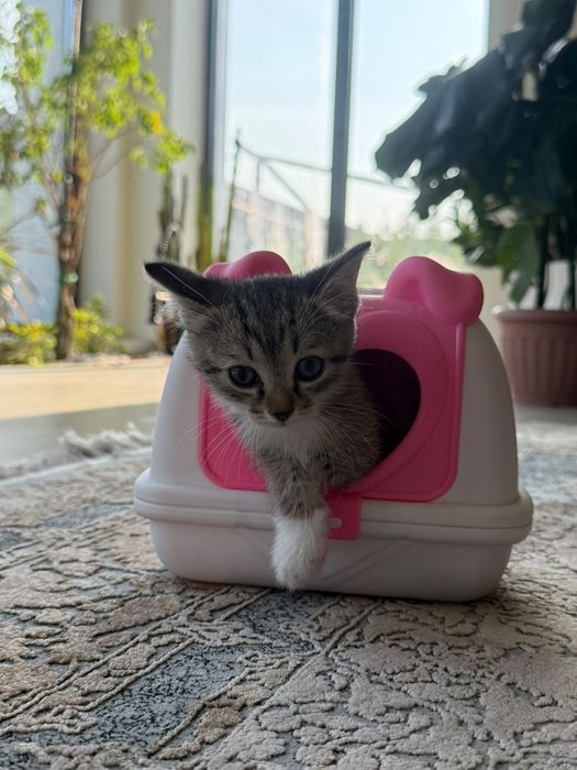 Котята в добрые руки