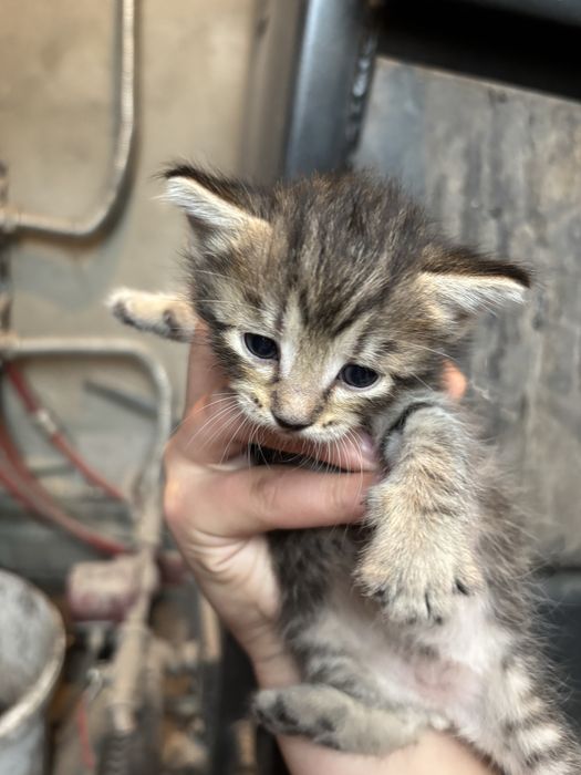 Отдам в хороие руки котят