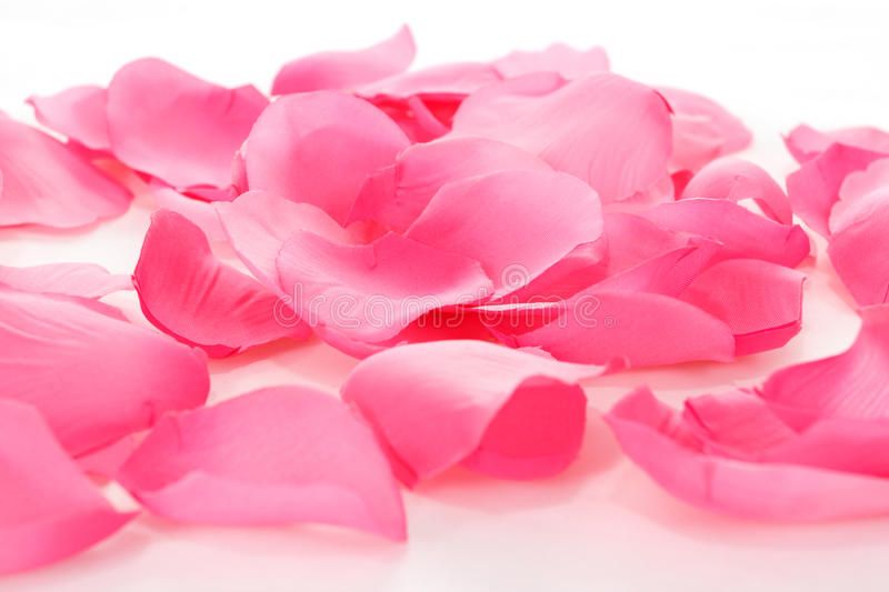 Розовые лепестки роз