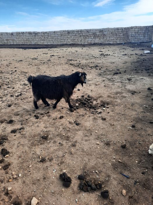 Ешкі Сатылады!!!