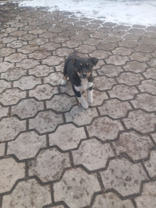 отдам щенят в добрые руки