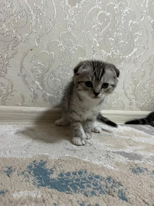 Продается пародистая котята.