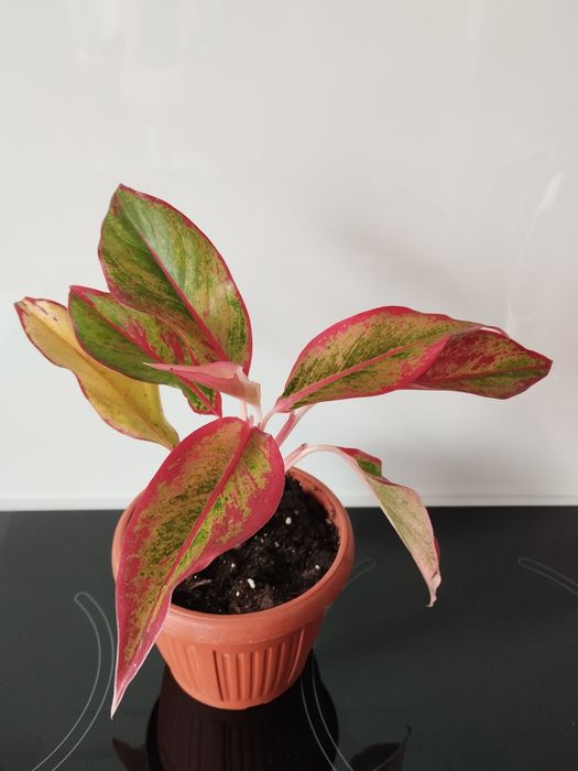 Продам Аглаонемы