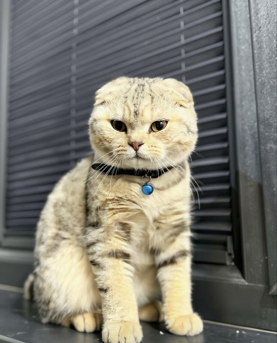 Miramirniy shinshilla o’g’il bola juda kelishgan mushuk sotiladi