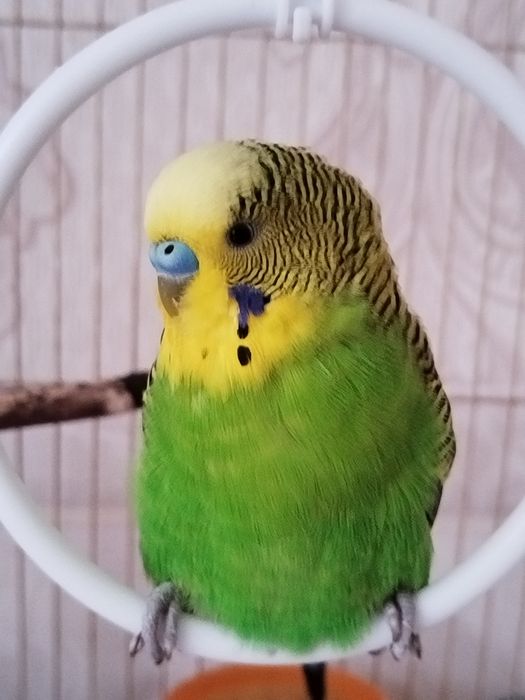 попугаи с клеткой
