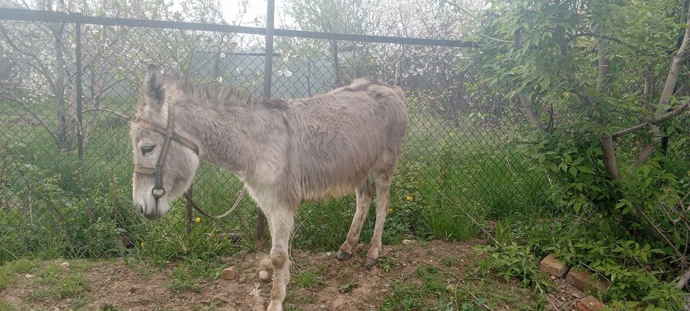 Продам хороших молодых ишачек