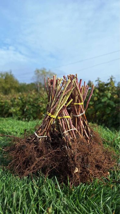 Butasi Zmeura Polka si Butasi mure thonfree