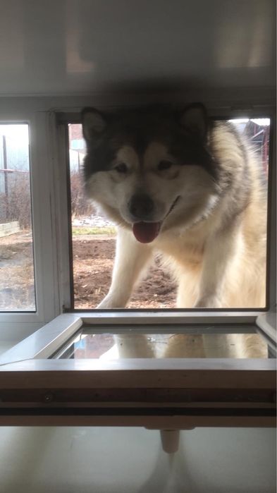 Отдам бесплатно