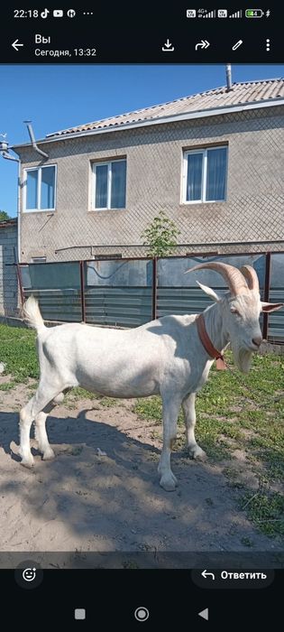 Козел на покрытие