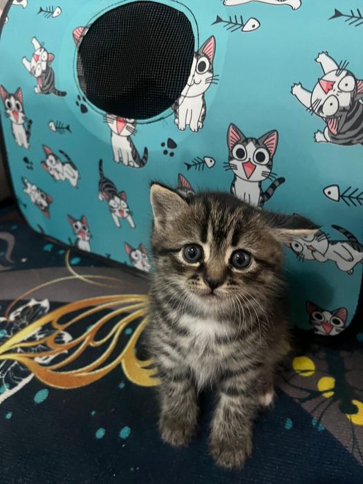 Продам котенок мальчик