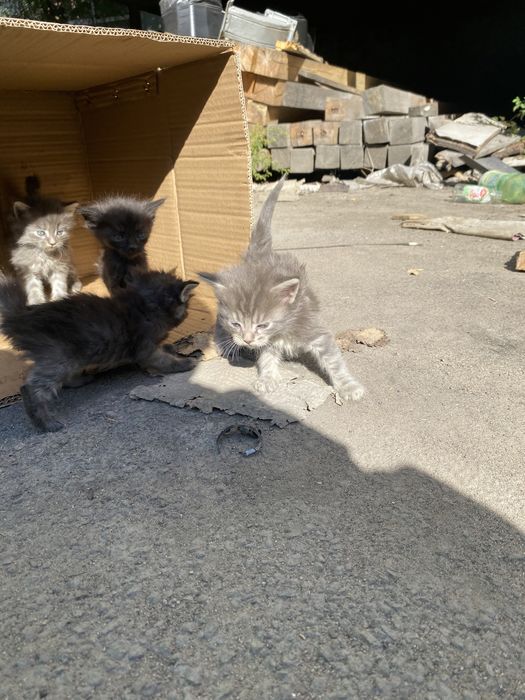 Отдам котят в добрые руки