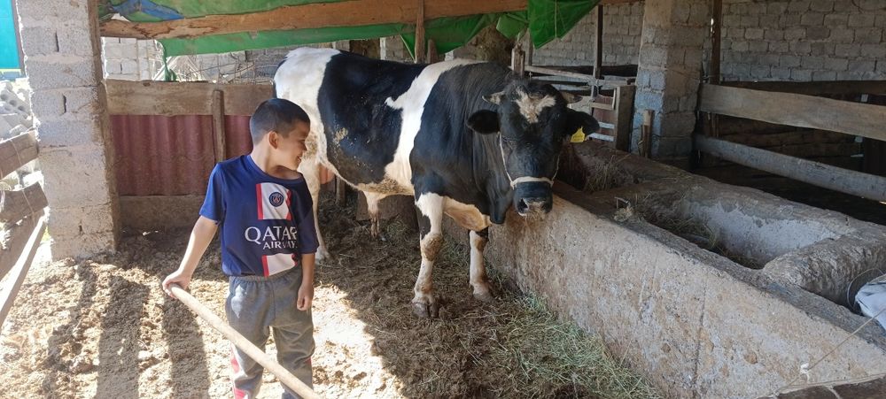 Бұқа сатылады бордақылауда тұрған