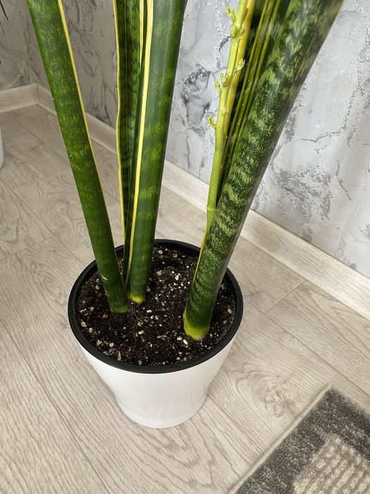 сансевиерия трехполостная