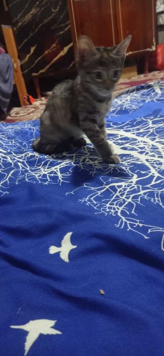 Котята отдам в добрые руки