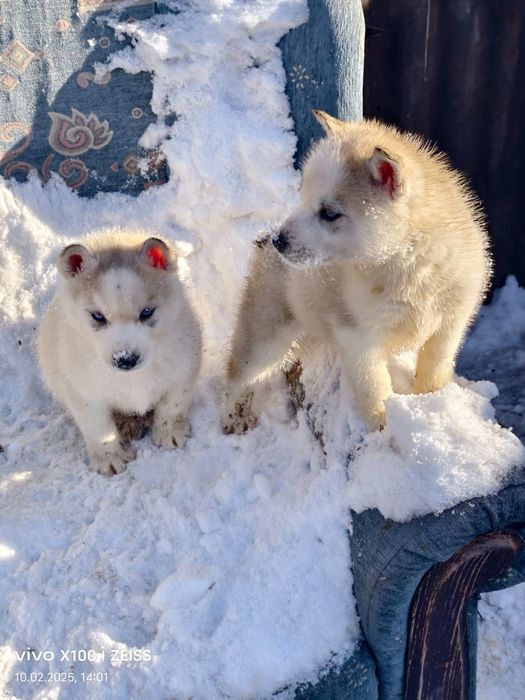 Очаровательные щенки сибирской хаски.