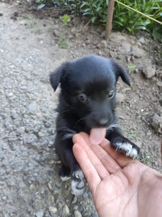 Отдам щенка срочно