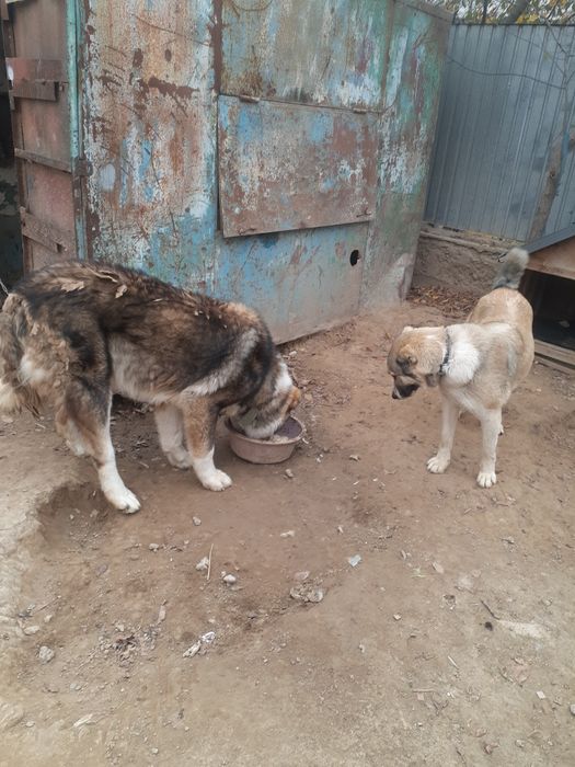 СРОЧНО!! Продаеться Алабай 9.10 месячная