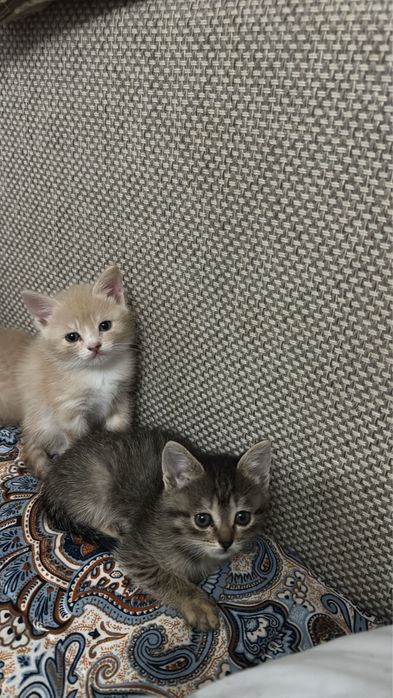 Отдам котят в добрые ручки )