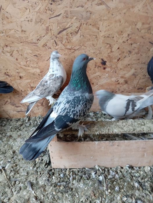 Продаются голуби породы Такла