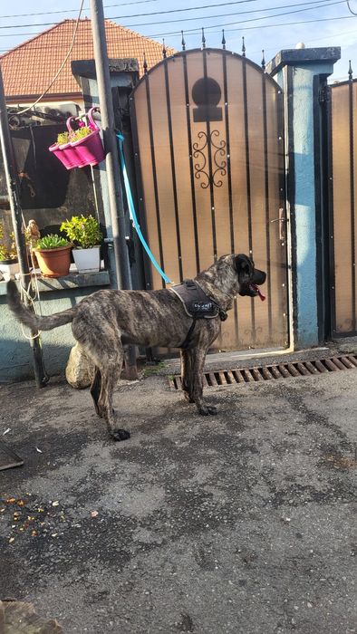 DONEZ câine ,ascultător,jucaus,vaccinat,etc
