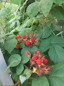 Arbuști Fructiferi  MUR JAPONEZ ROȘU