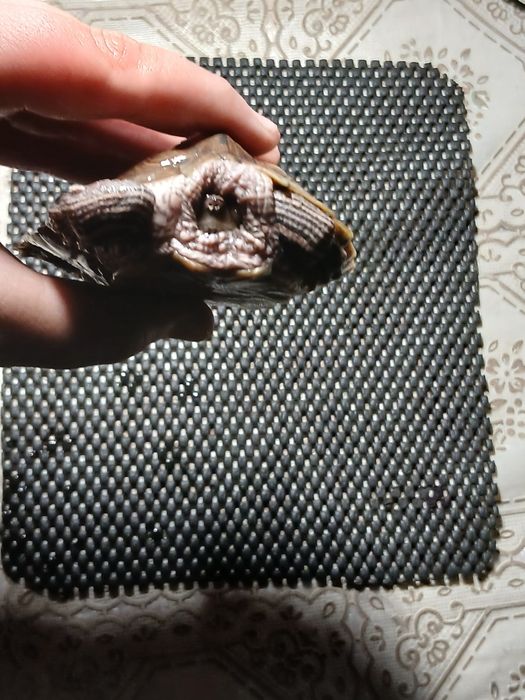 Vând mascul de broasca testoasa